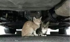 天冷了，開(kāi)車前記得先喚醒它們！