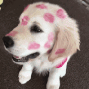 我家狗，在外面有人了！