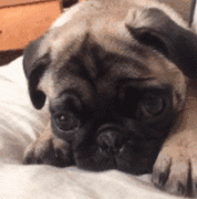 狗狗的一封道歉信，看完我哭了......