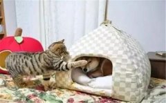 年年被搶窩，次次都慫成狗！可啥時候是個頭啊