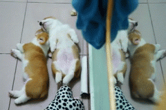 養柯基一定要同時養兩只！華興寵物食品