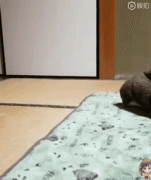 你家狗有什么過人技能？網友：我家狗會擦地板