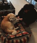 和狗狗說(shuō)話恰恰說(shuō)明你很聰明！