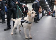 盲人的眼睛，路上碰見(jiàn)了導(dǎo)盲犬該如何做？ 華興