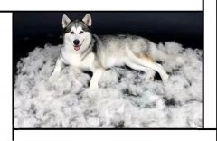 毛質(zhì)差、過度脫毛？華興重磅推出犬美毛處方糧