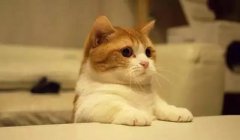 貓這種動物，一旦碰上，就再也戒不了了 華興寵