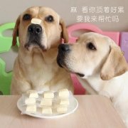 狗狗是否需要補鈣？補鈣應注意什么？ 華興寵物