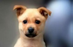 小土狗，也很可愛呀！