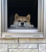 養一只狗是我做過最滿足的決定！