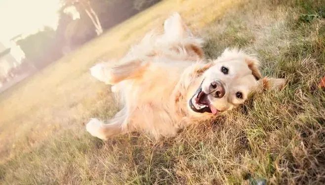 撒嬌狗狗最好命！狗界撒嬌狂，養(yǎng)一只很幸福！